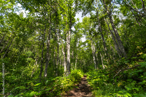 Alaska Dense Forest, Anchorage Alaska Hiking Trails, Native Trees photo