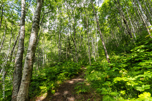 Beautiful Forest in Anchorage Alaska, Landscapes of Anchroage photo