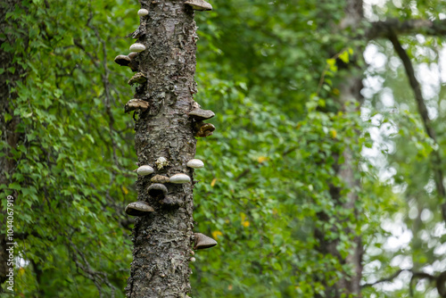 Native Alaska Mushrooms, Forest Flora, Anchorage Alaska Mushrooms, Abbott Loop Community Park photo