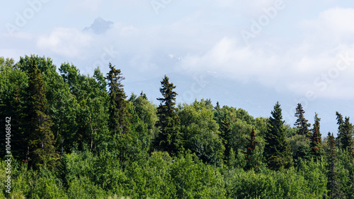 A lush summer forest in Anchorage, Alaska stretches toward mist-shrouded mountain peaks, showcasing the rich greenery of the subarctic wilderness.