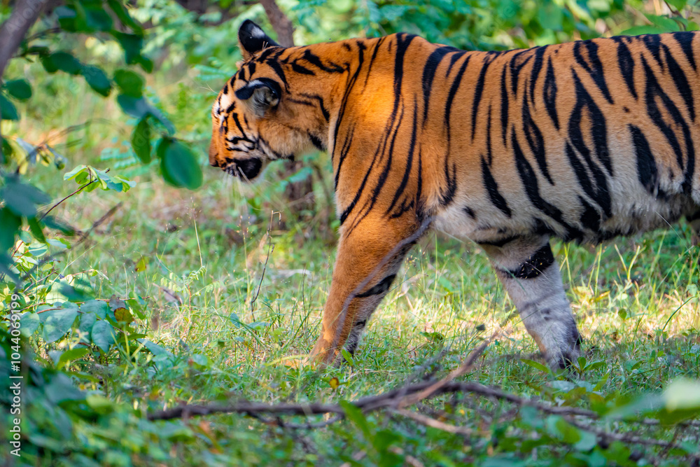 Obraz premium tiger in the grass