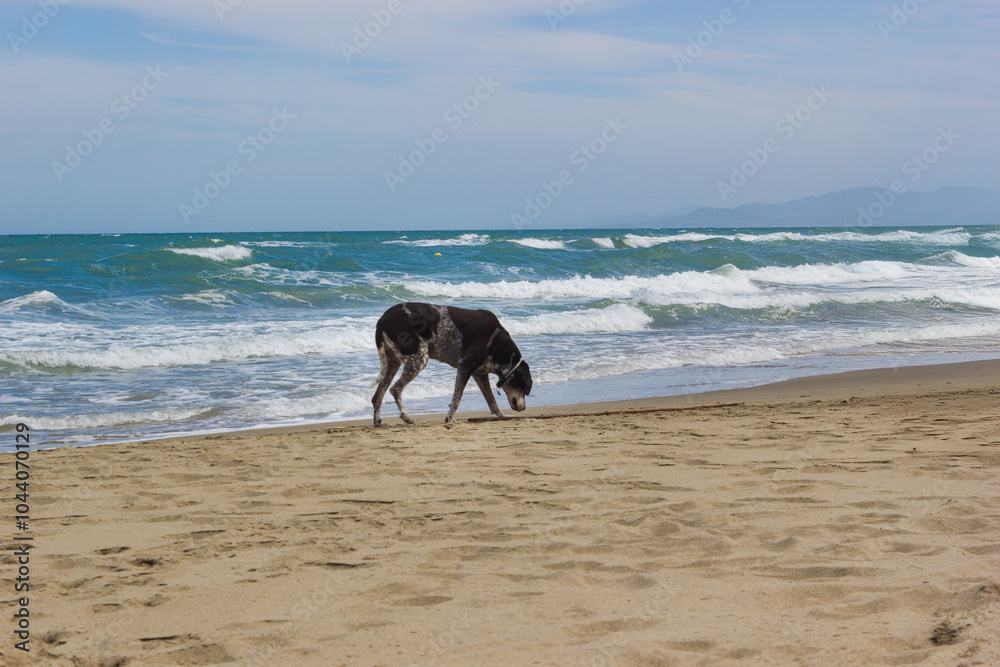 A dog walking along the seashore, against the background of waves and blue sky A dog walking along the seashore, against the background of waves and blue sky
