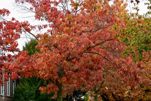 Wallpaper Mural Tree in fall color of red, all red leaves Torontodigital.ca