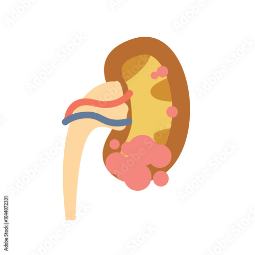 Kidney illustration in flat style, body part design of internal organs.