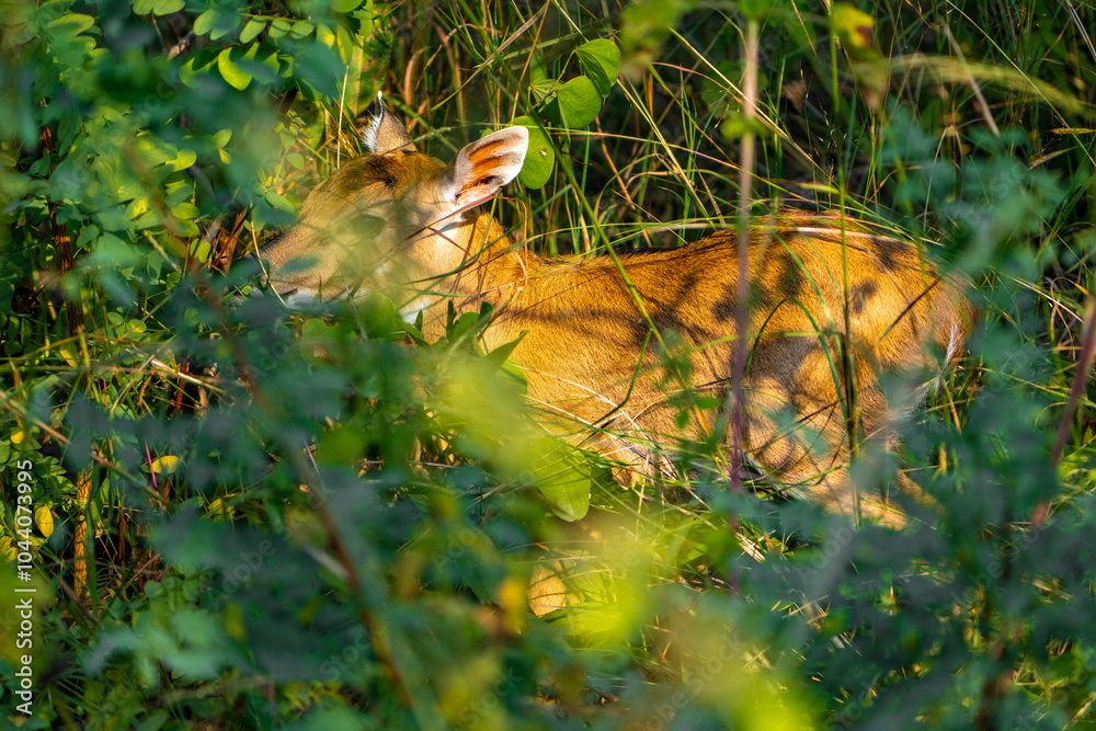 Fototapeta premium Nilgai in the grass