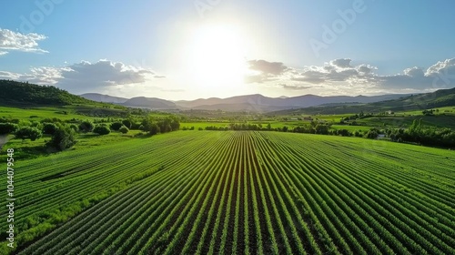 Scenic Organic Farm Landscape under Bright Sky