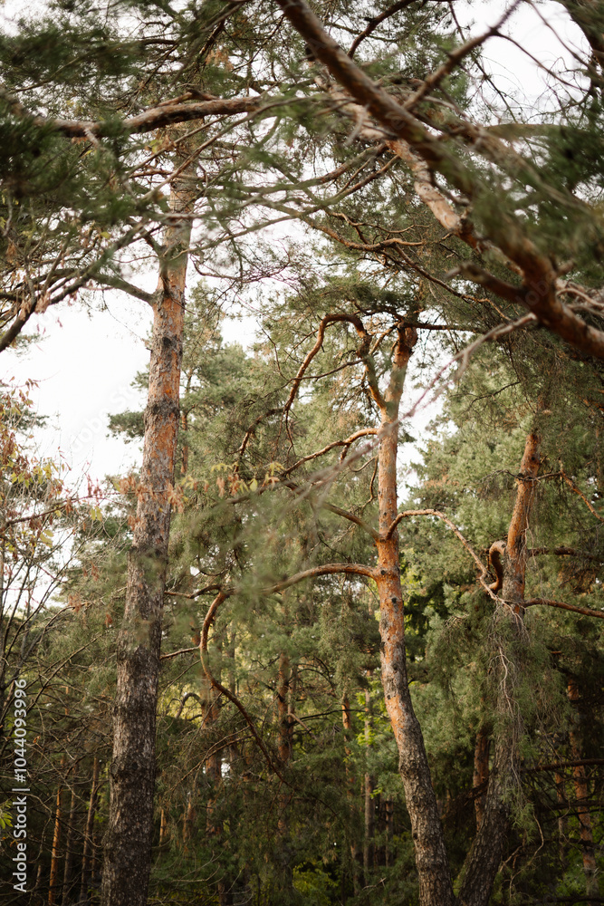 Fototapeta premium Lush forests featuring tall pine trees under a cloudy sky in autumn