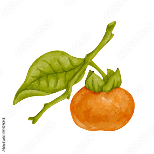 Colorful ripe persimmon fruits.Vector graphic.