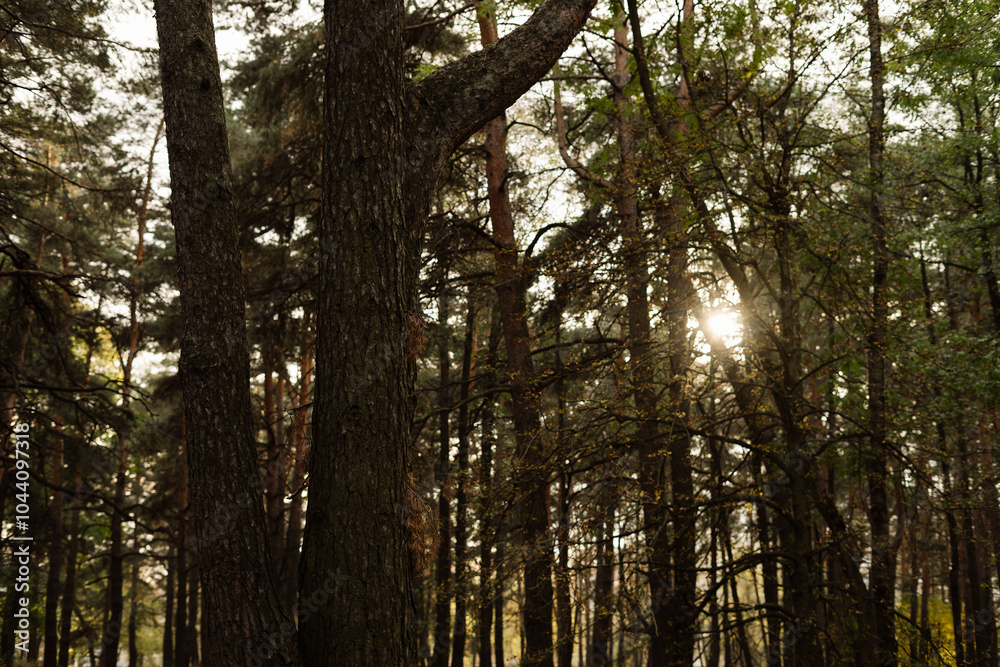 Obraz premium Sunlight filtering through a dense forest in autumn afternoon hours