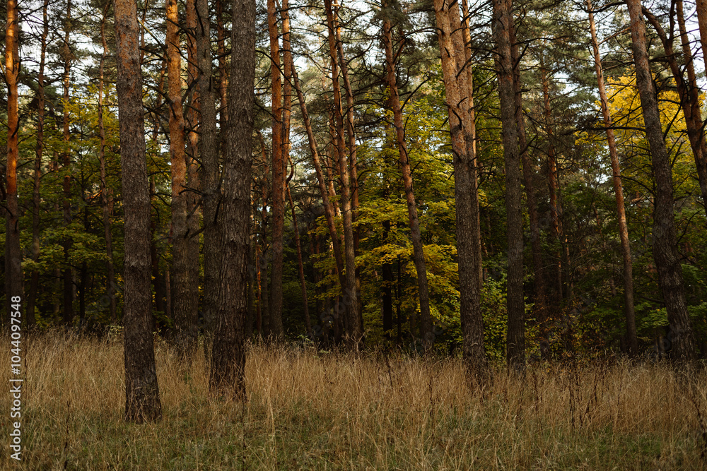 Fototapeta premium Serene autumn forest with tall trees and golden grass in late afternoon light