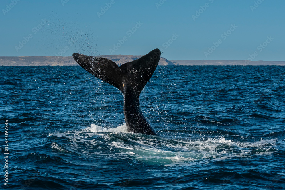 Fototapeta premium Sohutern right whale tail lobtailing, endangered species, Patagonia,Argentina