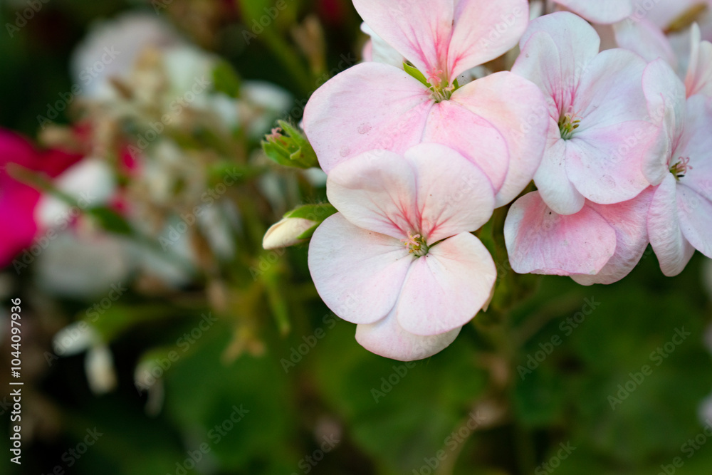 pink blossom