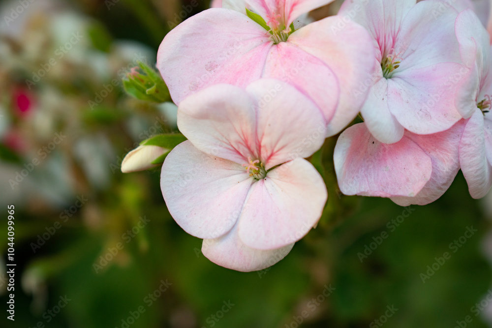 Obraz premium pink flowers