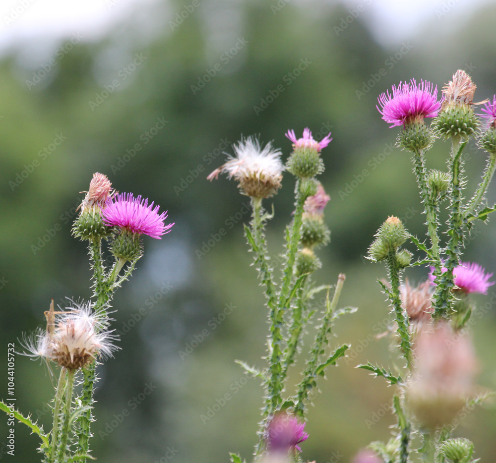Thistle (Carduus acanthoides) grows in nature in summer Thistle (Carduus acanthoides) grows in nature in summer