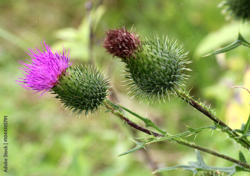 Thistle (Carduus acanthoides) grows in nature in summer Thistle (Carduus acanthoides) grows in nature in summer