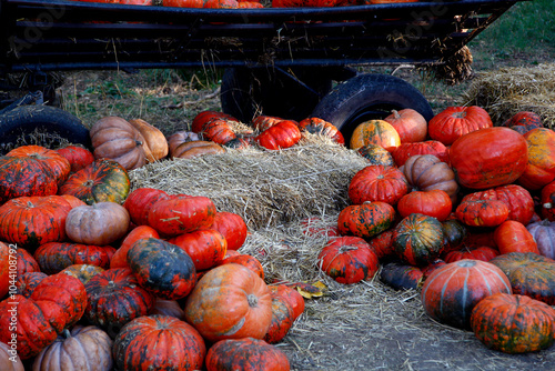 pumpkin a lot of pumpkin farm halloween photo