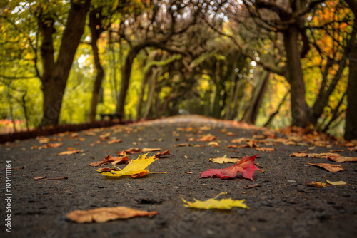 Autumn alley with yellow leaves in the public park in Gdansk Oliwa, Poland