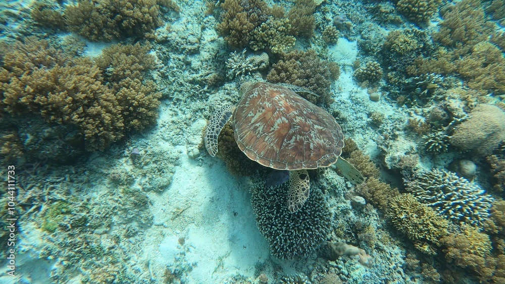 Fototapeta premium coral reef