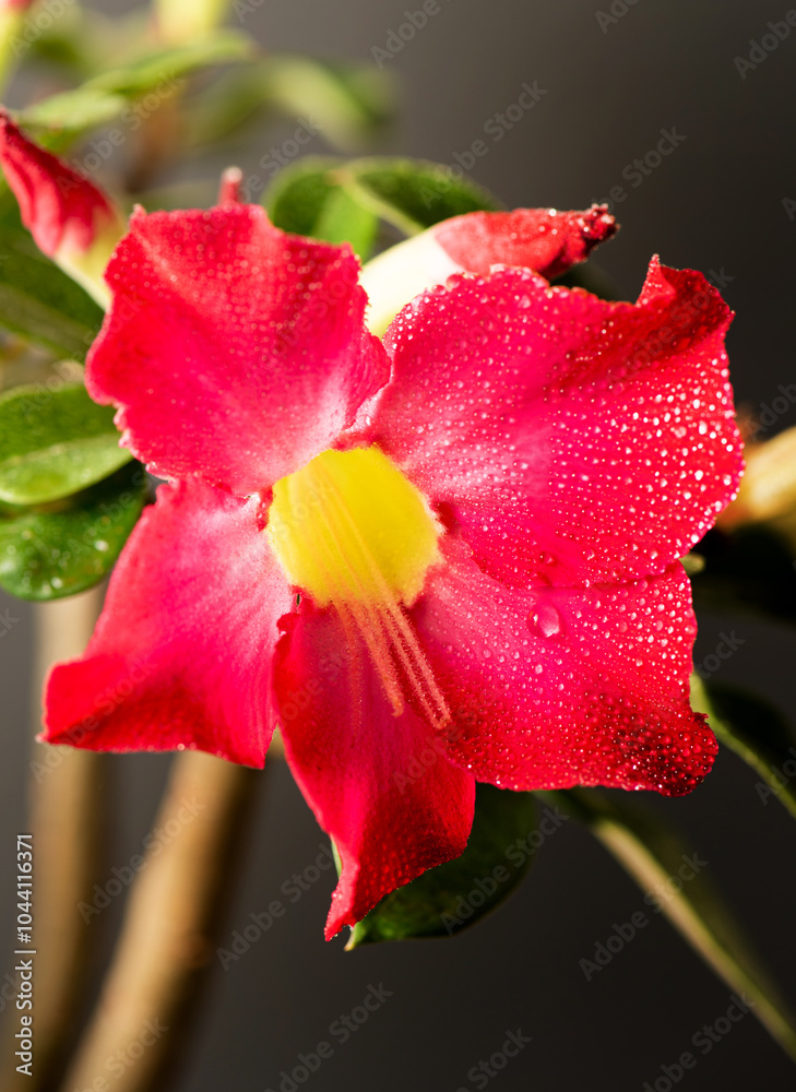 Fototapeta premium Desert Rose, a beautiful flowering desert rose, selective focus.