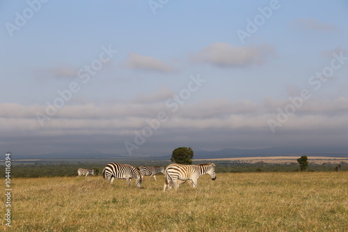 Zebras Ol Pejeta Conservancy photo