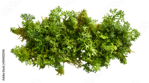 green moss isolated on white background, natural greenery decor for design projects, forest moss clump, cut out