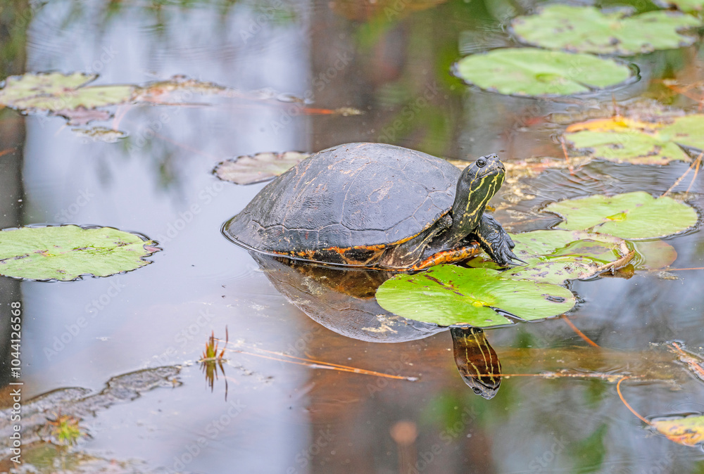 Obraz premium A Coastal Plain Cooter Turtle in a Wetland