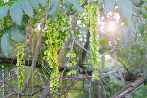 Pterocarya fraxinifolia in park in summer. Romantic plants. Green leaves in garden. Characteristic fruits of Caucasian wingnut. photo