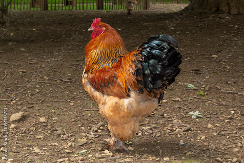 Coq