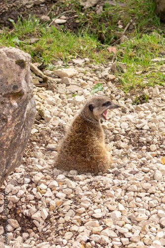 suricate