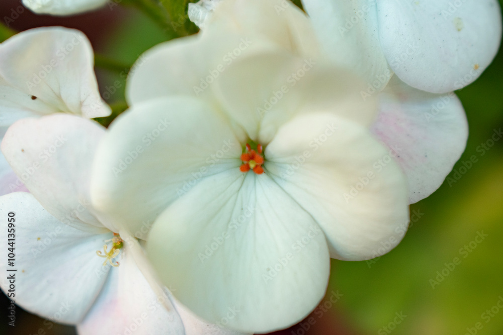 white flower in the garden white flower in the garden