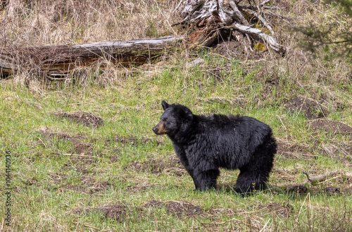 Black Bear in Springtime in Yellowstone National Park Wyoming