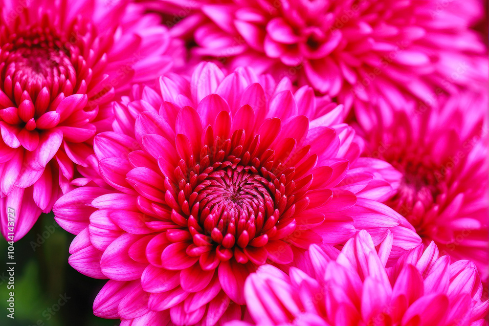 Close-up of blooming pink chrysanthemums, highlighting vivid color and petal details, ideal for floral and nature themes. Generative AI Close-up of blooming pink chrysanthemums, highlighting vivid color and petal details, ideal for floral and nature themes. Generative AI
