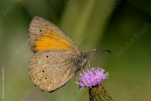 A butterfly is sitting on a purple flower photo