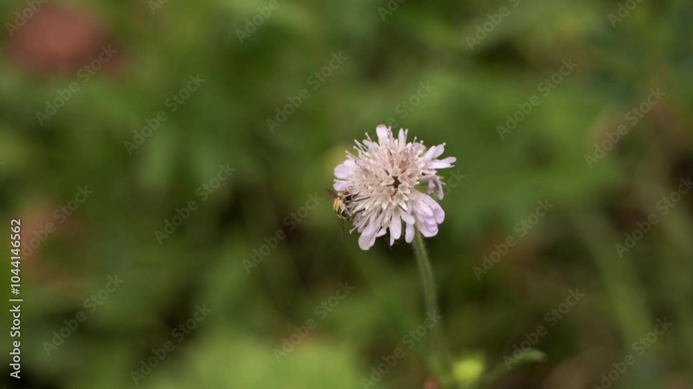 vidéo en plan fixe d'une abeille butinant une fleur légèrement mauve un jour d'automne