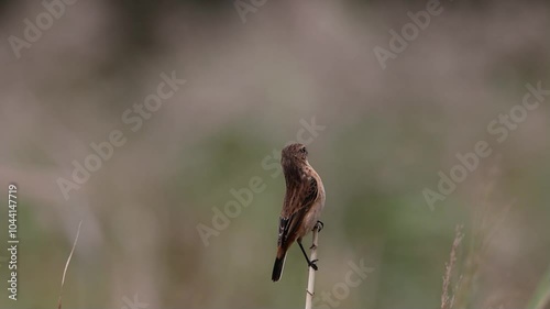 Common Stonechat on the way to Southeast Asia in autumn