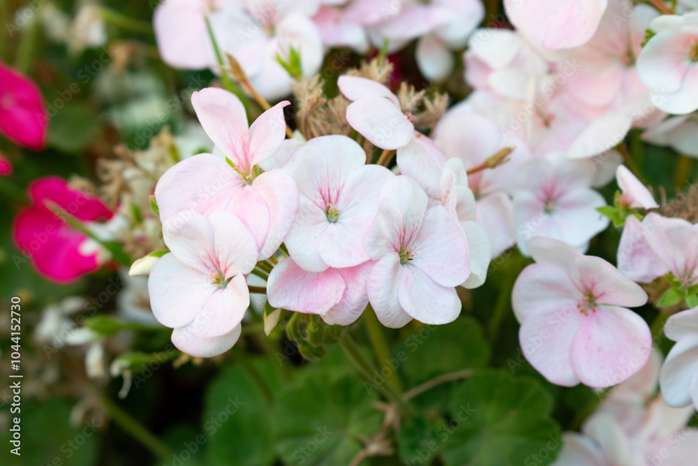 pink blossom pink blossom