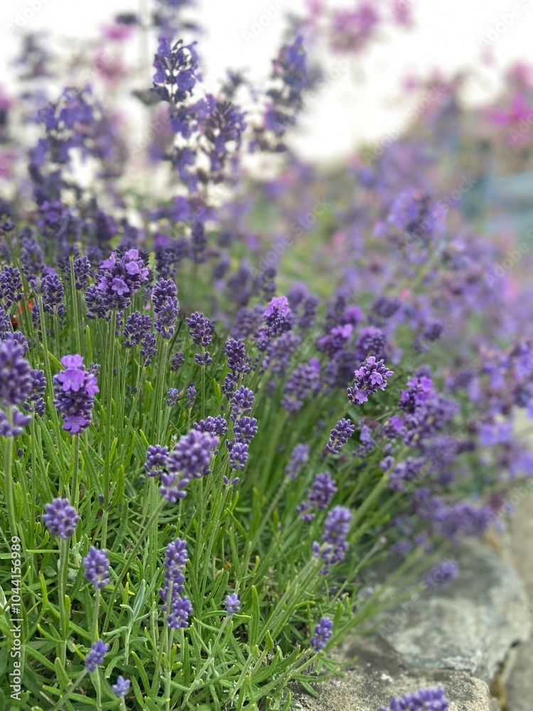 Obraz premium Lavender In fielding 