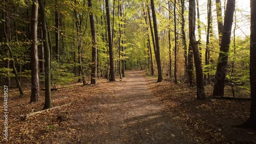 path in the forest wood during golden autumn 
