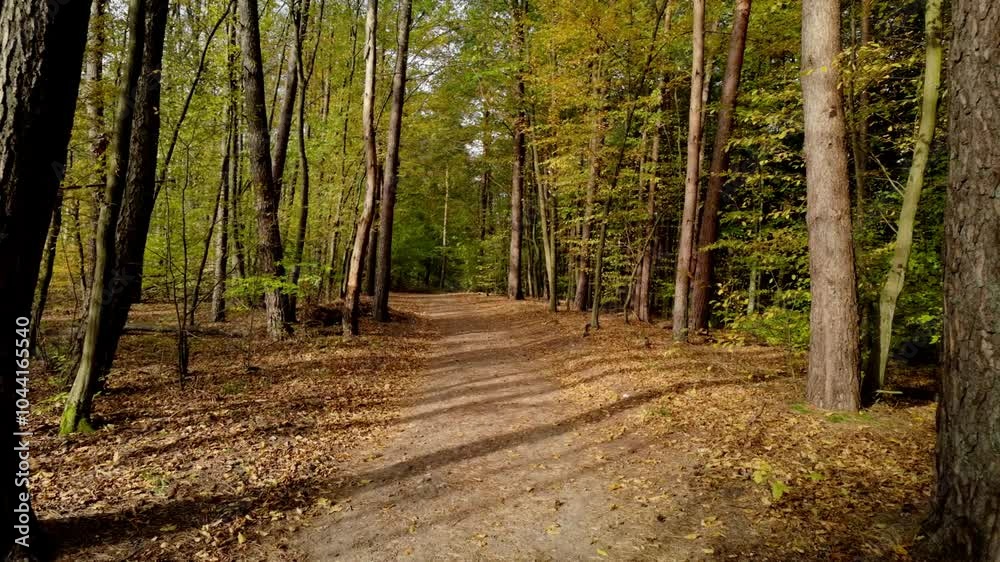path in the forest wood during golden autumn path in the forest wood during golden autumn