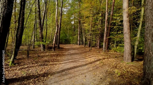 path in the forest wood during golden autumn 