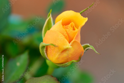 single yellow rose