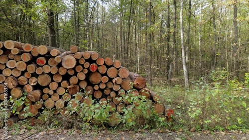 stack of wood in the forest after cut down