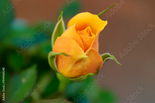 orange rose on a green background