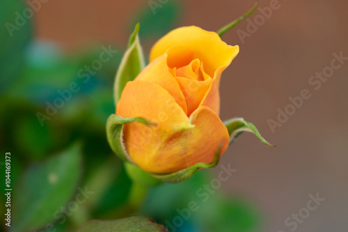 yellow rose on a green background
