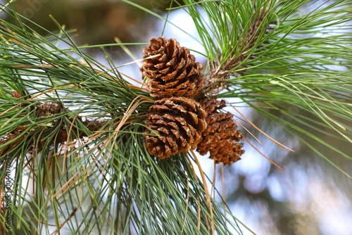 Pinus ponderosa, commonly known as the ponderosa pine or western yellow pine. photo