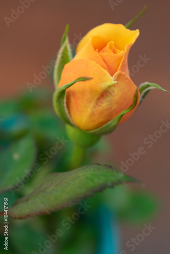 orange rose