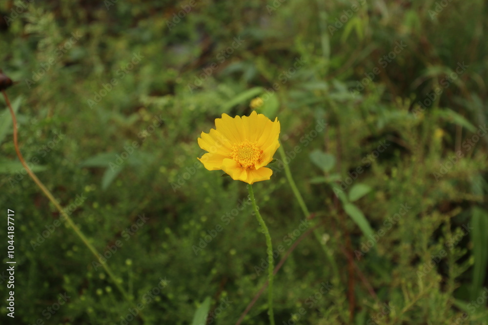 Obraz premium 큰금계국