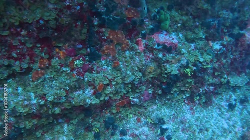 Scuba Diving the rock and coral reef in the Cayman Islands