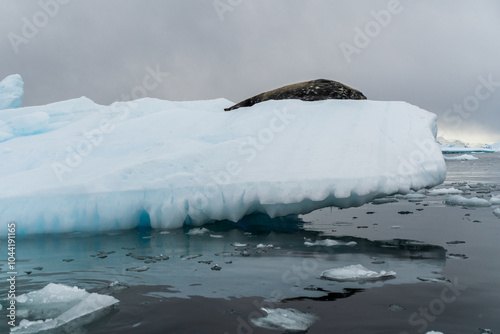 Close-up of a Weddell seal -Leptonychotes weddellii- resting on a small iceberg near Cuverville Island on the Antarctic peninsula photo