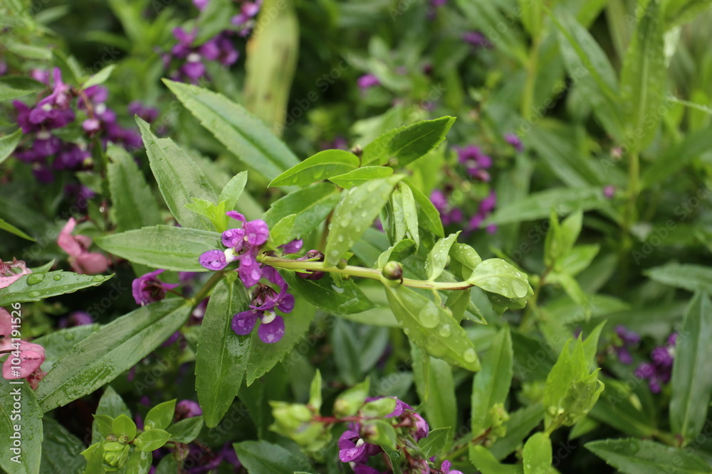 Obraz premium 안젤로니아